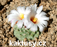 Mammillaria rekoi v. aureispina 20s/7 - kaktusy eshop