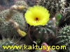 Notocactus ottonis v. vencluianus  10s/7